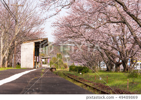 [Saga Prefecture] Cherry blossoms at Uranosaki Station 49489869