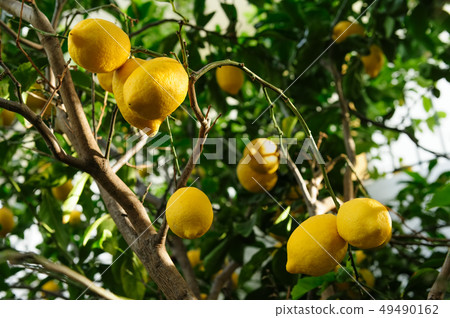 Lemon fruits hanging on tree 49490162