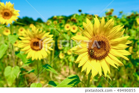 Sunflower summer 49490855