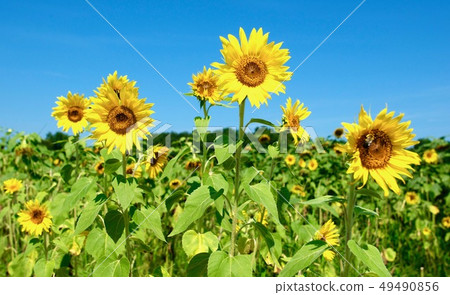 Sunflower summer 49490856