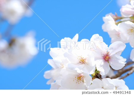 Cherry Blossoms	 49491348