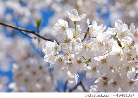Cherry Blossoms Cherry Blossoms 49491354