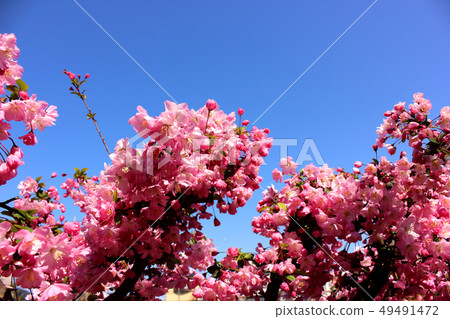 Hanakaidou shines in the blue sky (2) 49491472