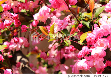Hana Kaidou that is in full bloom (3) 49491477