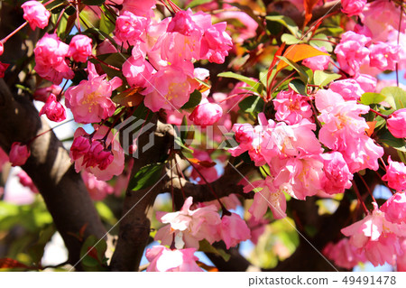 Hana Kaidou that is in full bloom (4) 49491478