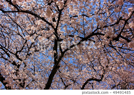 Cherry blossoms in Myoshoji Park in full bloom (2) 49491485