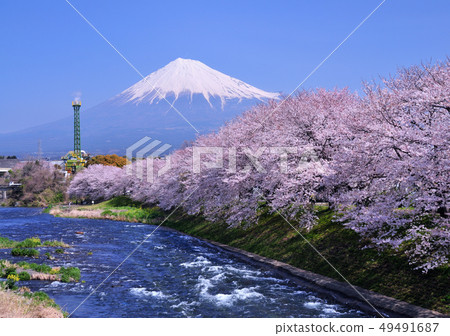 Cherry blossom and fuji mountain 2274 Cherry blossom and fuji mountain 2274 49491687
