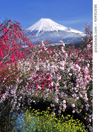 Spring flowers and Mt. Fuji-2526 Spring flowers and Mt. Fuji-2526 49491696