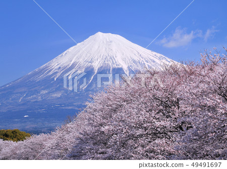 Cherry blossom and Mt. Fuji-2527 49491697