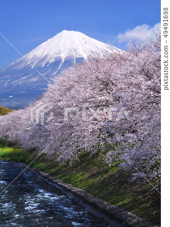 Cherry blossom and Mt. Fuji-2528 Cherry blossom and Mt. Fuji-2528 49491698