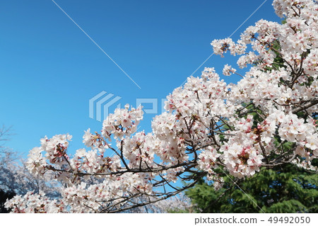 Cherry blossom material Cherry blossom material 49492050