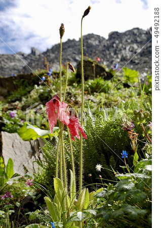 Red poppy blooming in the foothills of Sichuan province, China Meconopsis Punicare 49492188