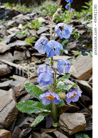 Blue poppy blooming on the foothills of Sichuan, China 49492190