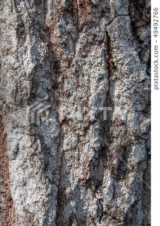 The bark of Quercus serrata 49492766