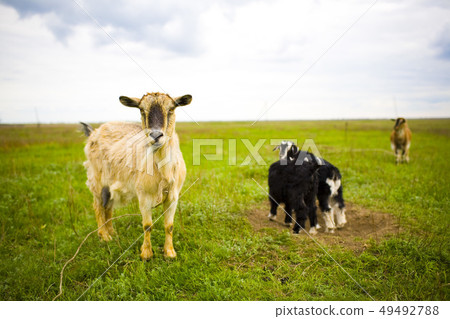Adult red-haired goat grazing in a meadow. 49492788
