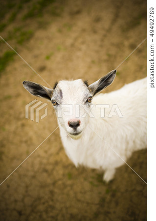 young goat grazes in a meadow. 49492789