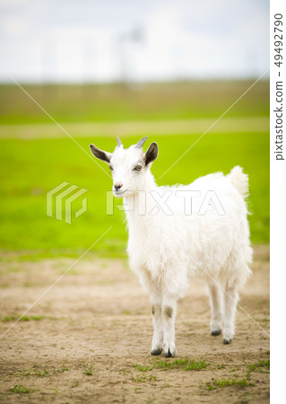 young goat grazes in a meadow. young goat grazes in a meadow. 49492790