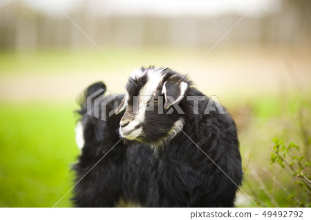 young goat grazes in a meadow. young goat grazes in a meadow. 49492792