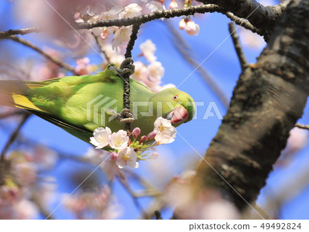 A female rose-ringed parakeet that eats cherry blossoms A female rose-ringed parakeet that eats cherry blossoms 49492824