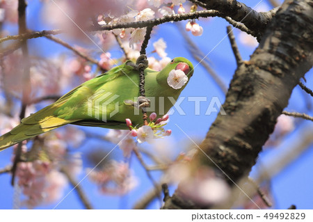 A female rose-ringed parakeet that eats cherry blossoms 49492829