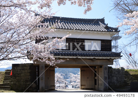 Usuki Castle trace and cherry blossom Usuki Castle trace and cherry blossom 49493178