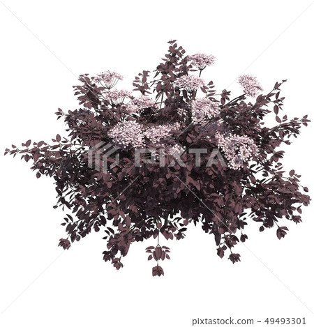 Bush 3d illustration isolated on the white background Bush 3d illustration isolated on the white background 49493301