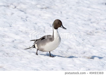 Pintail 49493369