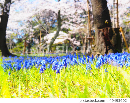 Cherry blossoms and Muscari in Chiba Park 49493602
