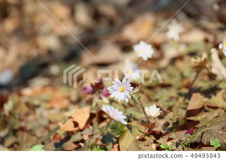 Snow throat flowers 49493843