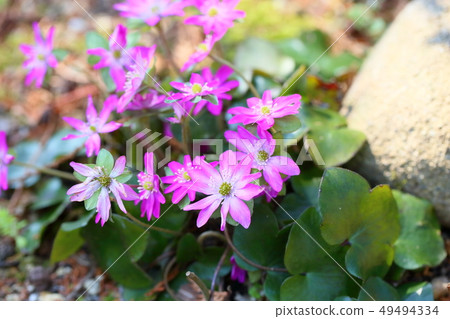 Flower of Famous Plants Flower of Famous Plants 49494334