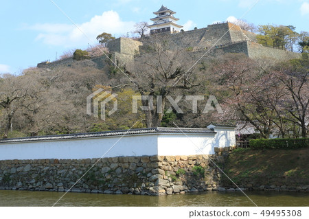 Marugame Castle in spring IV 49495308