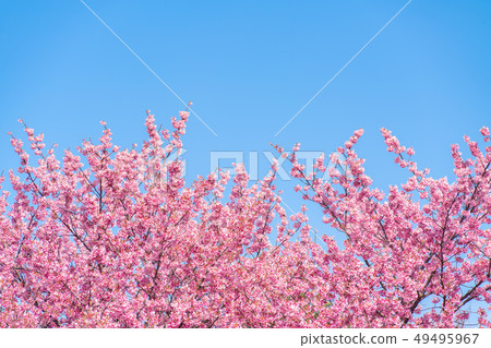 sakura, cherry blossoms, shinjuku gyo-en 49495967