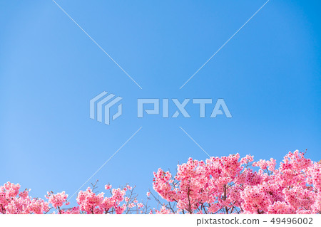 sakura, cherry blossoms, shinjuku gyo-en 49496002