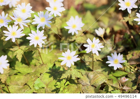 Snow throat flowers 49496114