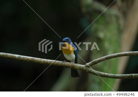 Tickell's blue-flycatcher perching on a branch Tickell's blue-flycatcher perching on a branch 49496246