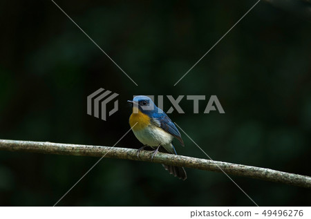 Tickell's blue-flycatcher perching on a branch 49496276