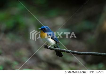 Tickell's blue-flycatcher perching on a branch Tickell's blue-flycatcher perching on a branch 49496278