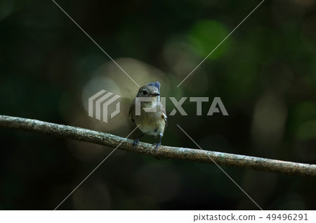 Red-breasted flycatcher (Ficedula parva) 49496291