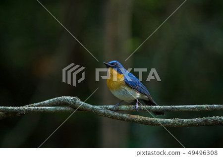 Tickell's blue-flycatcher perching on a branch Tickell's blue-flycatcher perching on a branch 49496308