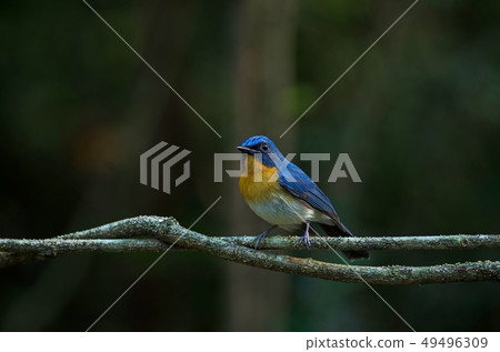 Tickell's blue-flycatcher perching on a branch Tickell's blue-flycatcher perching on a branch 49496309
