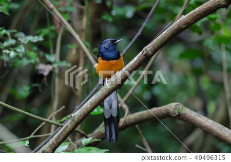 White-rumped Shama standing on a branch White-rumped Shama standing on a branch 49496315