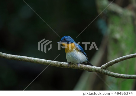Tickell's blue-flycatcher perching on a branch Tickell's blue-flycatcher perching on a branch 49496374