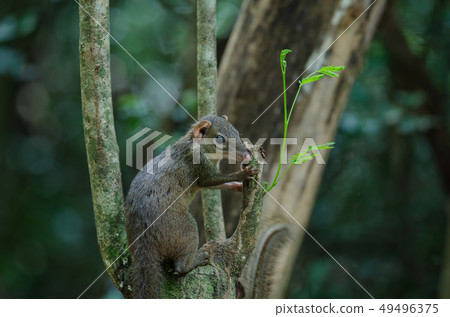 Common treeshrew or Southern treeshrew Common treeshrew or Southern treeshrew 49496375