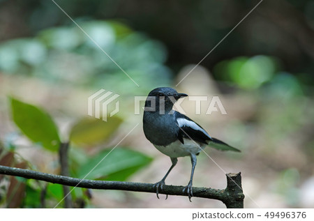 Oriental magpie robin (Copsychus saularis) on 49496376