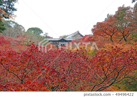Autumn leaves of Tofukuji Autumn leaves of Tofukuji 49496422