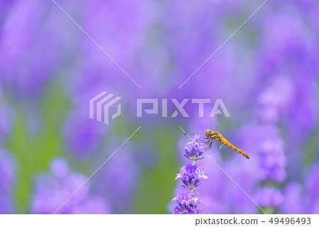 Lavender dragonfly Lavender dragonfly 49496493