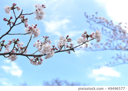 Cherry blossoms 8 minutes 49496577