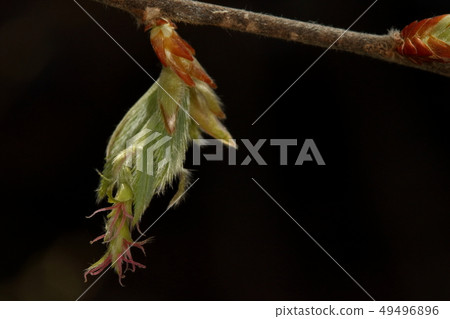 It is a natural plant and a female flower. Just like other moths, it has a beautiful red hair when it blooms It is a natural plant and a female flower. Just like other moths, it has a beautiful red hair when it blooms 49496896