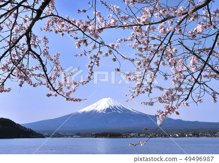 Kawaguchiko-2673的櫻花和富士湖 49496987
