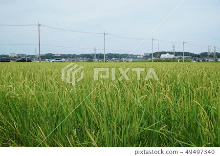Rice field Rice field 49497340
